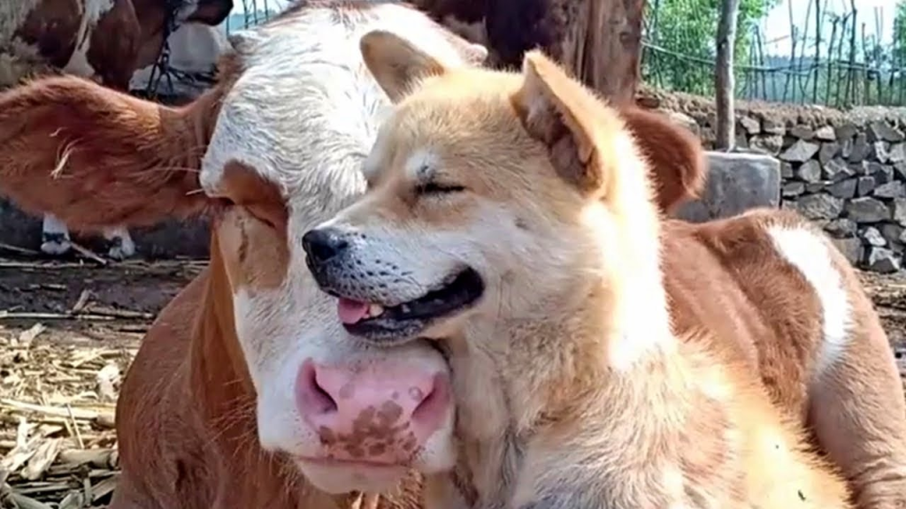 Photo Credit: [here](https://www.majesticanimals.net/cute-shiba-inu-befriends-cow-and-now-they-cant-stop-cuddling-each-other)